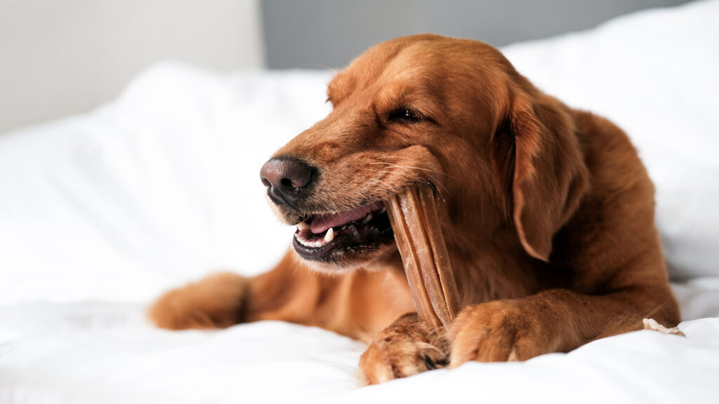 Banner,With,A,Dog,Of,The,Golden,Retriever,Breed,,Which