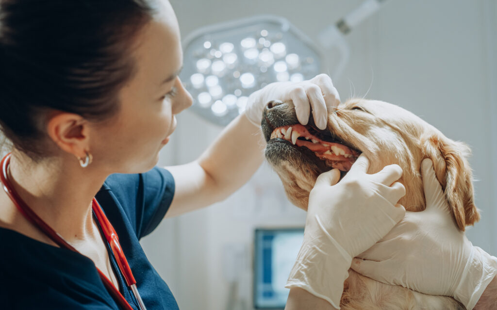 Beautiful,Female,Veterinarian,Evaluates,The,Teeth,And,Fangs,Of,A