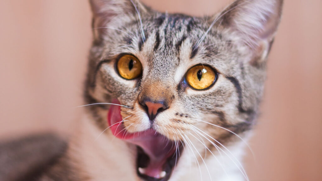 cat-2