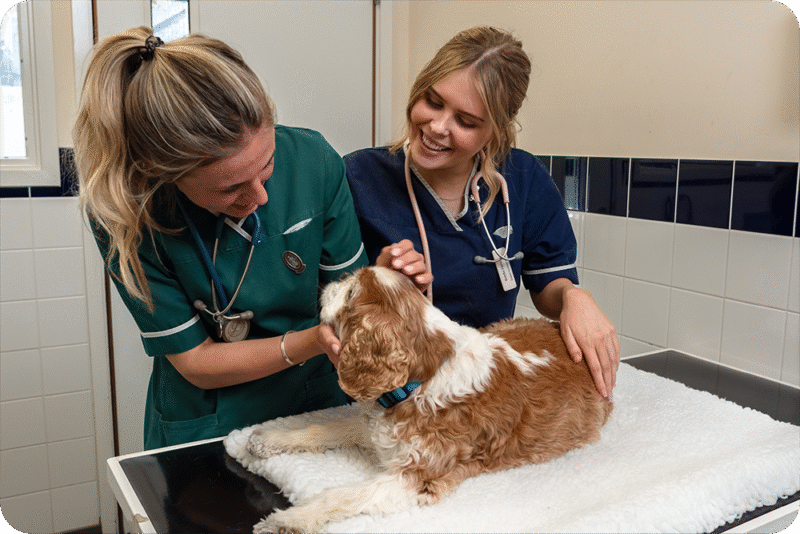 Pet Vaccinations - We are Kin Vet Community