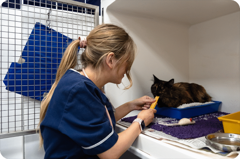 Hyperthyroidism in Cats: The Symptoms And Treatment Options - We are ...
