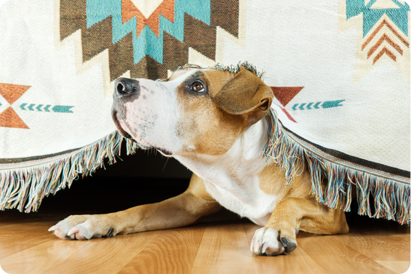 How to calm an anxious pet during firework season