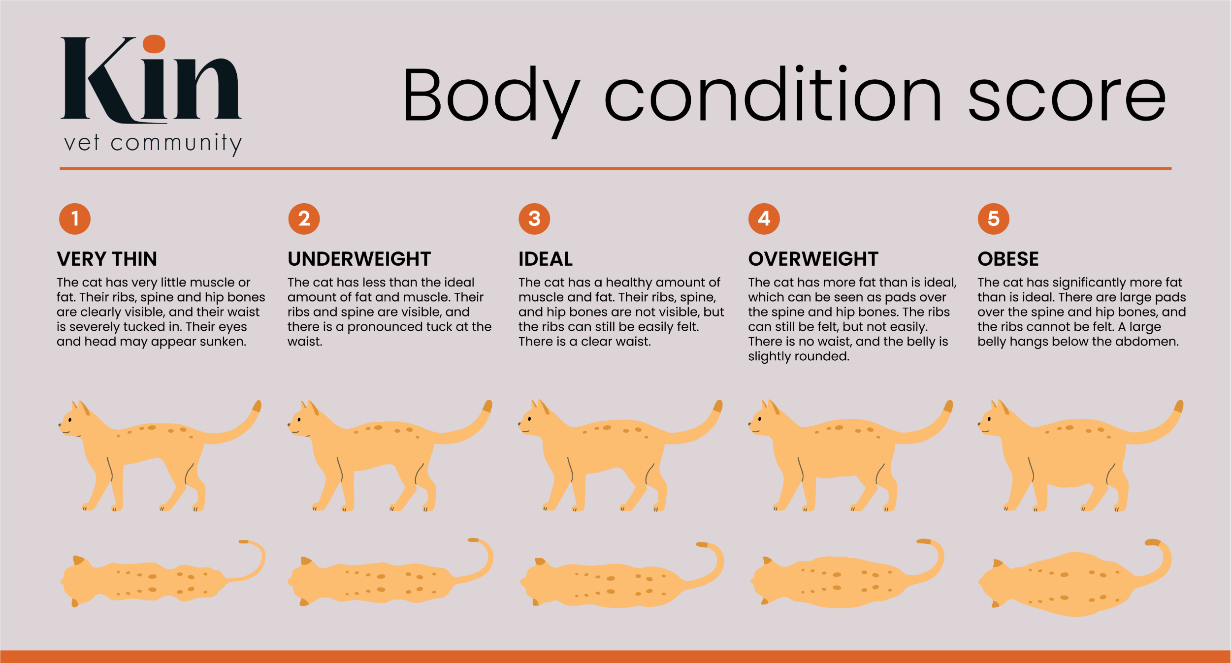 A Kin Vet diagram to show the BCS score of a cat