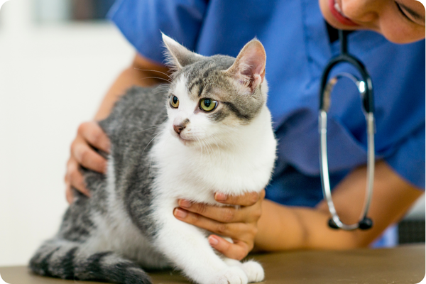 a cat at the vets being checked over