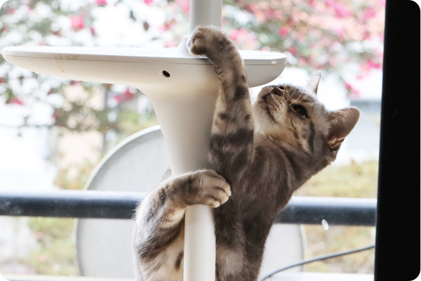 a cat playing on a scratching post