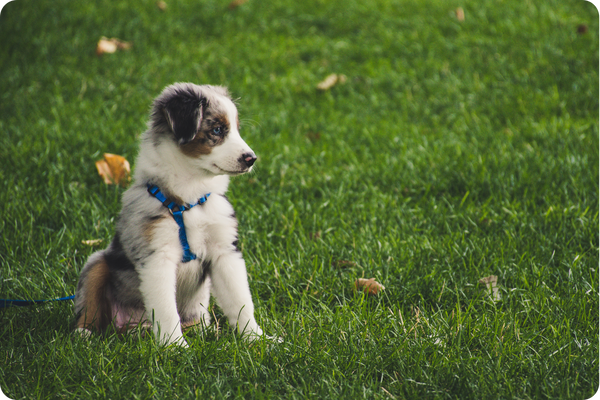a young puppy in a field wearing a harness and lead